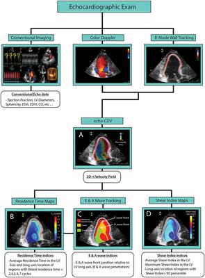 Age-Dependence of Flow Homeostasis in the Left Ventricle